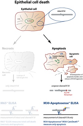 M30 Apoptosense&#174; ELISA