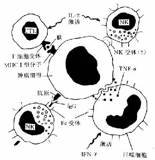 各种规格肿瘤坏死因子