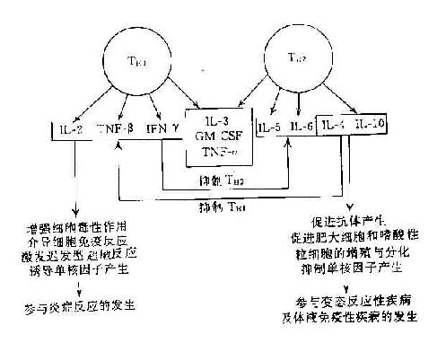 各种规格重组血细胞因子