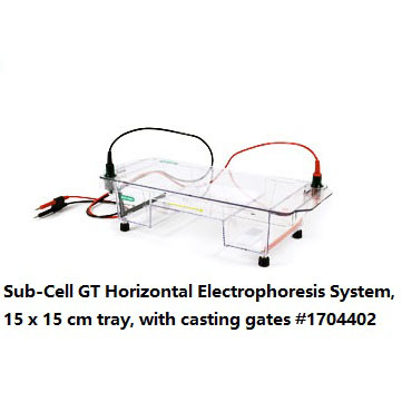 Sub-CellGT水平电泳槽