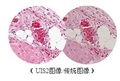 BX41-32P02奥林巴斯生物显微镜BX41-32P02（代理商）